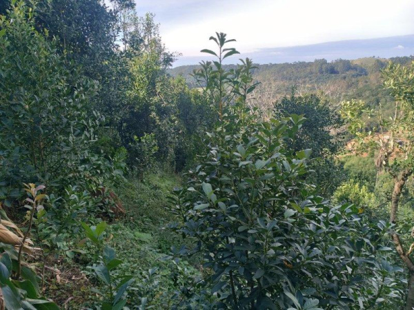 Propriedade Rural - Venda