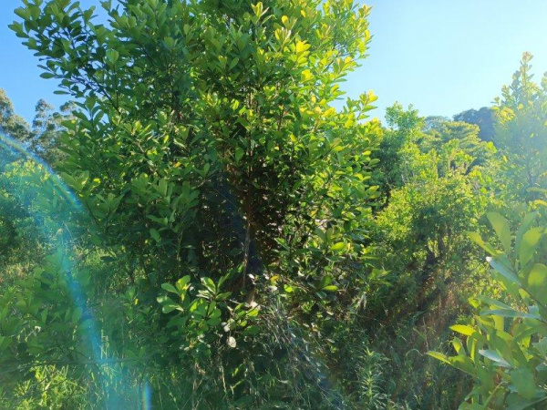 Propriedade Rural - Venda